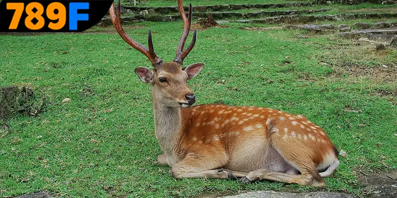Mơ Thấy Ô Tô Đánh Số Gì - Luận Giải Chiêm Bao Với 789F 3 Tổng hợp những con số nên đánh khi mộng thấy nai