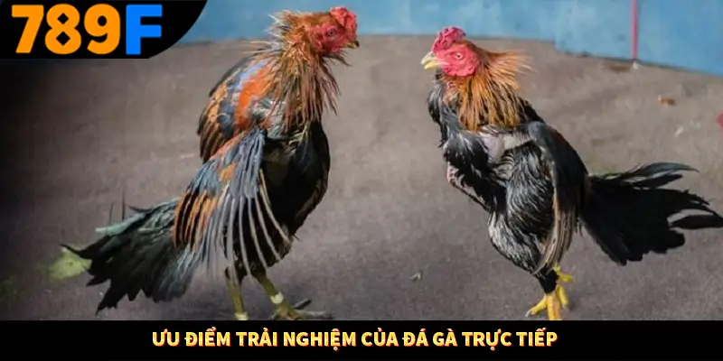Ưu điểm trải nghiệm của đá gà trực tiếp Ưu điểm trải nghiệm của đá gà trực tiếp