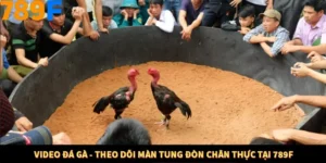 Video Đá Gà - Theo Dõi Màn Tung Đòn Chân Thực Tại 789F