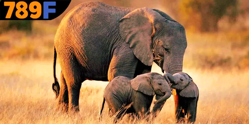 Mơ Thấy Ô Tô Đánh Số Gì - Luận Giải Chiêm Bao Với 789F 3 Việc nằm mơ thấy con voi đánh số gì để mang lại may mắn