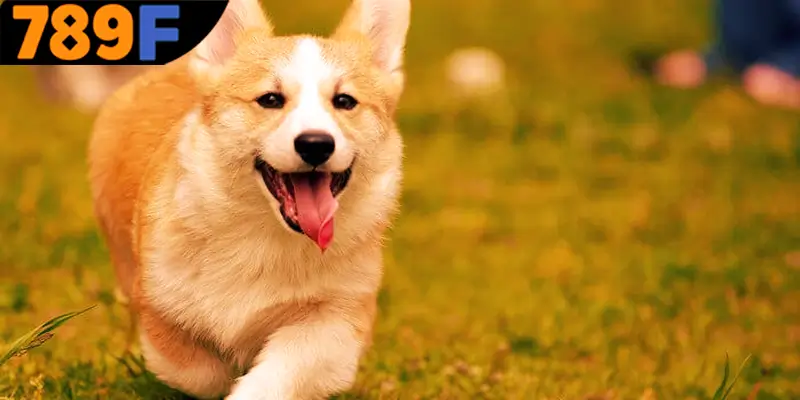 Mơ Thấy Ô Tô Đánh Số Gì - Luận Giải Chiêm Bao Với 789F 1 Ý nghĩa chung của những giấc mơ về chó