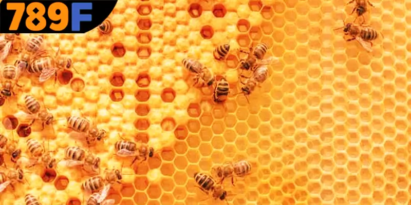 Mơ Thấy Ô Tô Đánh Số Gì - Luận Giải Chiêm Bao Với 789F 1 Ý nghĩa của giấc mơ khi thấy con ong